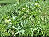 <em>Helleborus viridis</em>